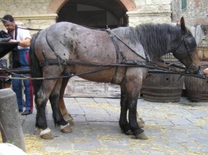 cavallo film    